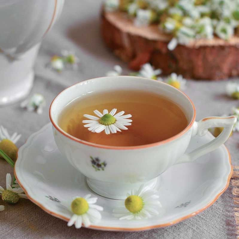 بابونه شیرازی آرلین