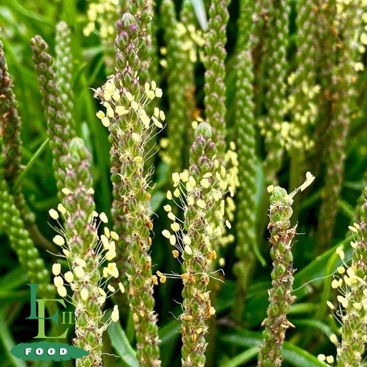 Plantago Arlin