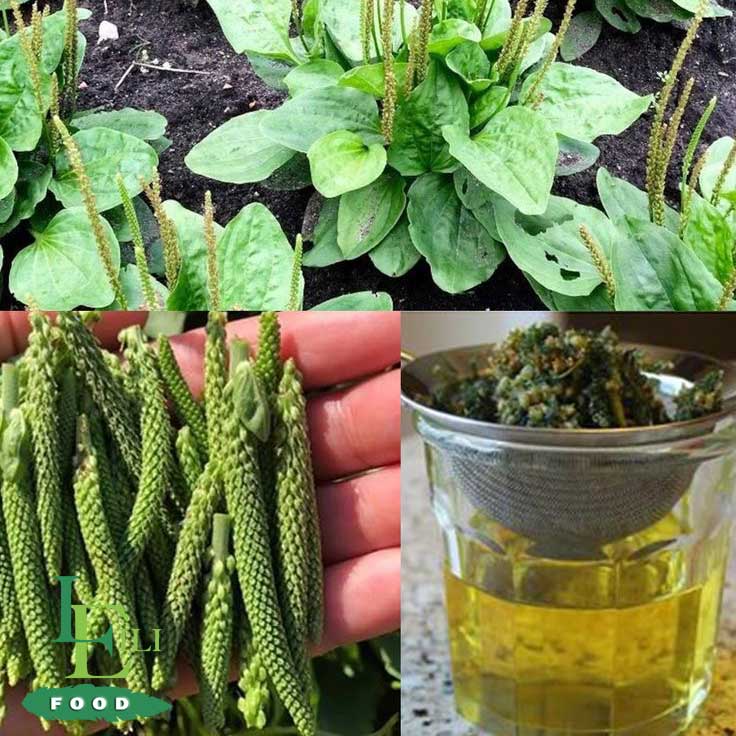 بارهنگ ممتاز آرلین
