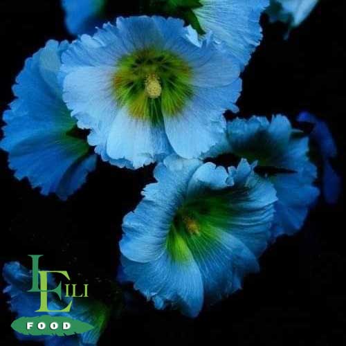 Blue Hollyhocks Arlin