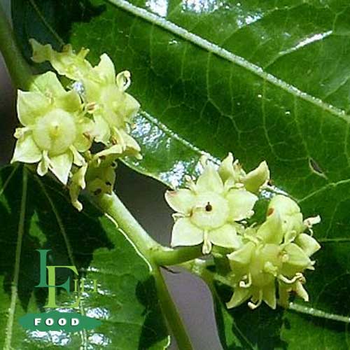 عسل کنار 500 گرم طرح کندو آرلین